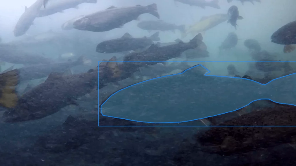 ReelData AI, aquaculture technology, fish farming, sustainable aquaculture, artificial intelligence