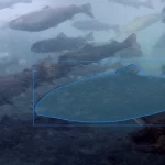 ReelData AI, aquaculture technology, fish farming, sustainable aquaculture, artificial intelligence