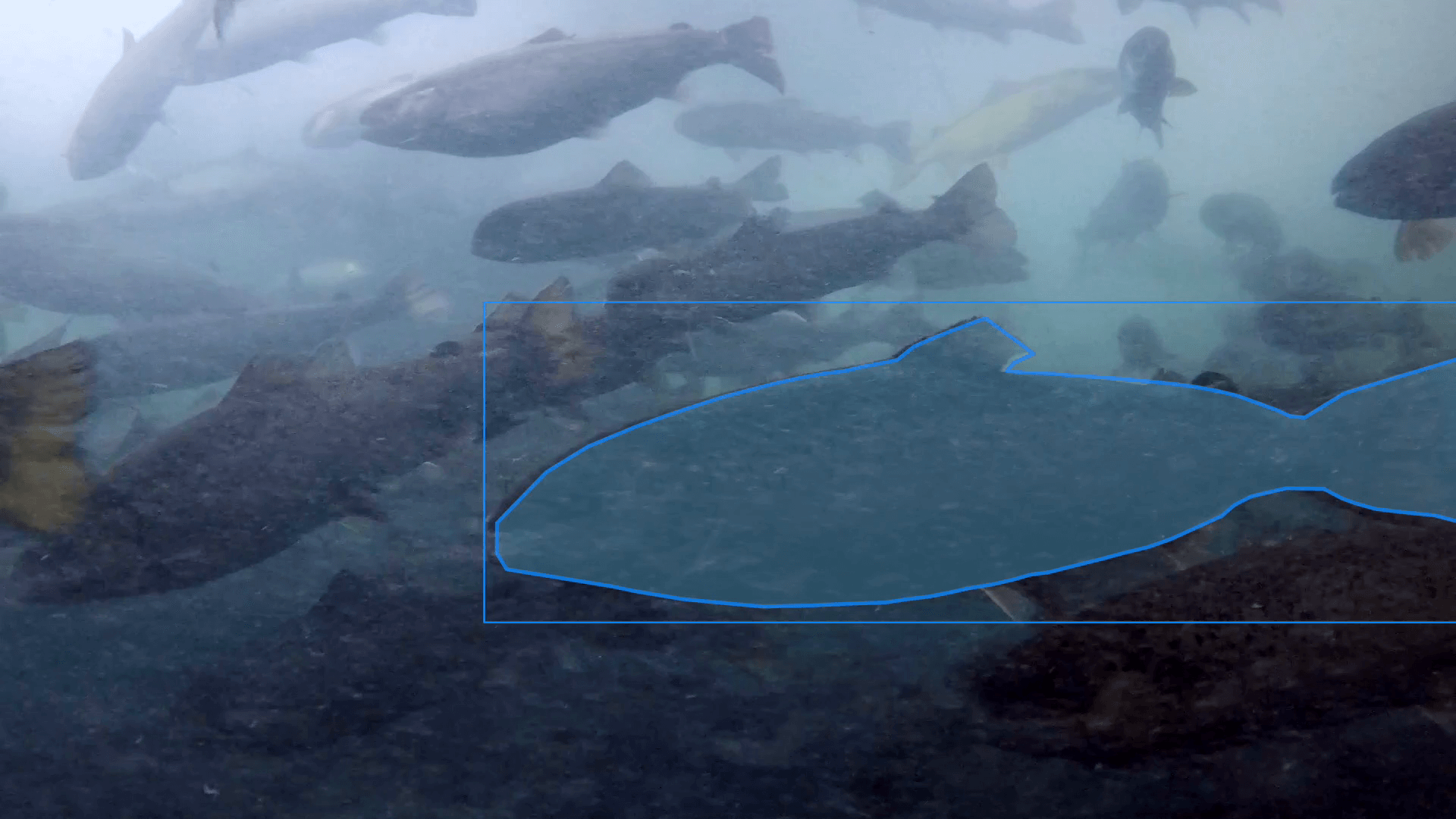 ReelData AI, aquaculture technology, fish farming, sustainable aquaculture, artificial intelligence